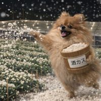 電照菊のレビュー by_ワン【犬】ダフル美酒放浪記