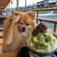 風の森のレビュー by_ワン【犬】ダフル美酒放浪記
