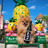 高千代のレビュー by_ワン【犬】ダフル美酒放浪記