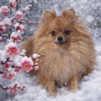 宮寒梅のレビュー by_ワン【犬】ダフル美酒放浪記