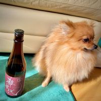 雅楽代のレビュー by_ワン【犬】ダフル美酒放浪記