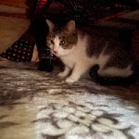 平等院のサーモン