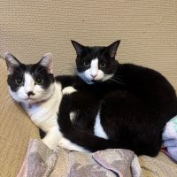 越の誉のレビュー by_しがない秋田の釣り人