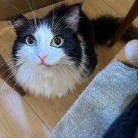 翠玉のレビュー by_しがない秋田の釣り人