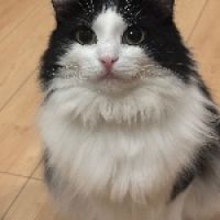 しがない秋田の釣り人