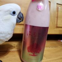 あたごのまつ　はるこい