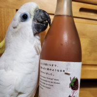 いちご王国とちぎで、甘酸っぱいいちごのような日本酒できちゃいました。