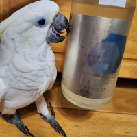 シン・タカチヨV-TYPE創INNOCENT