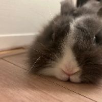だいふく