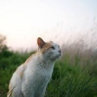 とこしえ