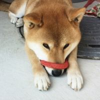 天然パーマ