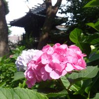 はなはな