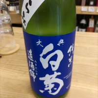 大典白菊