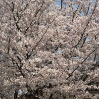 射美のレビュー by_ともがゆく