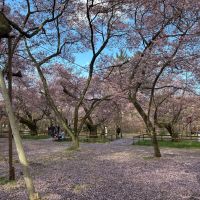 夜明け前のレビュー by_ノリ