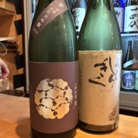 土佐しらぎく