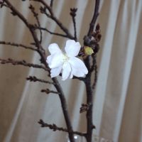 上喜元のレビュー by_仕事前日は2合まで