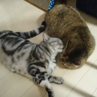 ちゃーめん