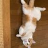 からあげ