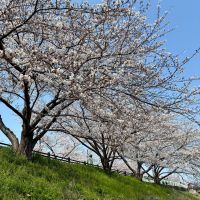 みむろ杉のレビュー by_nao