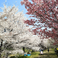 同期の桜のレビュー by_somewordstoday