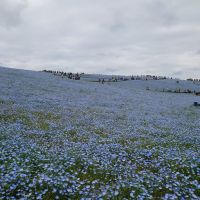 ソガペールエフィスのレビュー by_hagi