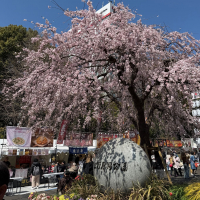 仙禽のレビュー by_kasumi_♂