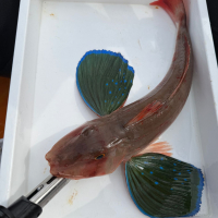 新政のレビュー by_kasumi_♂