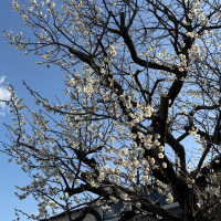 尾瀬の雪どけのレビュー by_kasumi_♂