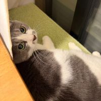 赤武のレビュー by_kasumi_♂