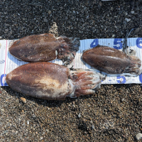 鳳凰美田のレビュー by_kasumi_♂