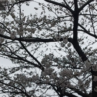 片野桜のレビュー by_こまつがわ