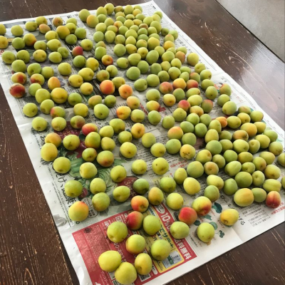 のうてんきものさんの新潟県の日本酒レビュー・評価一覧 | 日本酒評価