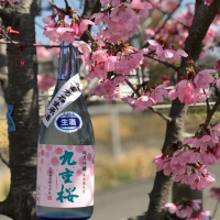 
            九重桜_
            のうてんきものさん