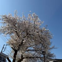 角右衛門のレビュー by_のうてんきもの