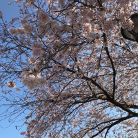 桜うづまきのレビュー by_のうてんきもの