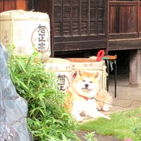 埼玉県の酒