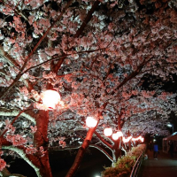 初桜のレビュー by_福丸