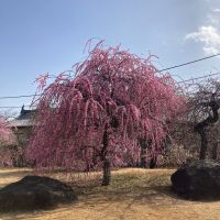 武勇のレビュー by_たかちん