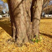 澤屋まつもとのレビュー by_山田 庄司