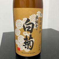 奥能登の白菊