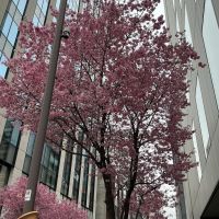 末廣のレビュー by_ドフラミンゴ