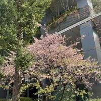 会津娘のレビュー by_ドフラミンゴ