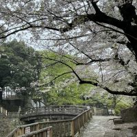 MIYASAKAのレビュー by_ドフラミンゴ