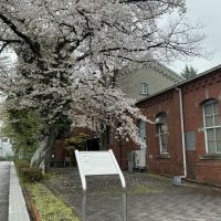 白鷹のレビュー by_ドフラミンゴ