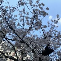 美丈夫のレビュー by_ドフラミンゴ