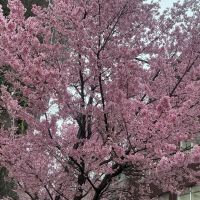 富士大観のレビュー by_ドフラミンゴ