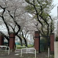 白鹿のレビュー by_ドフラミンゴ