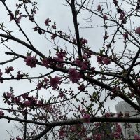 S 風の森のレビュー by_ドフラミンゴ