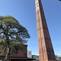 東白菊のレビュー by_ドフラミンゴ